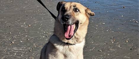 Un perro con correa sentado en una playa arenosa, con un muelle al fondo.