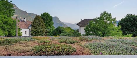 Un jardín ajardinado con diversas plantas y árboles, un camino pavimentado y edificios al fondo.