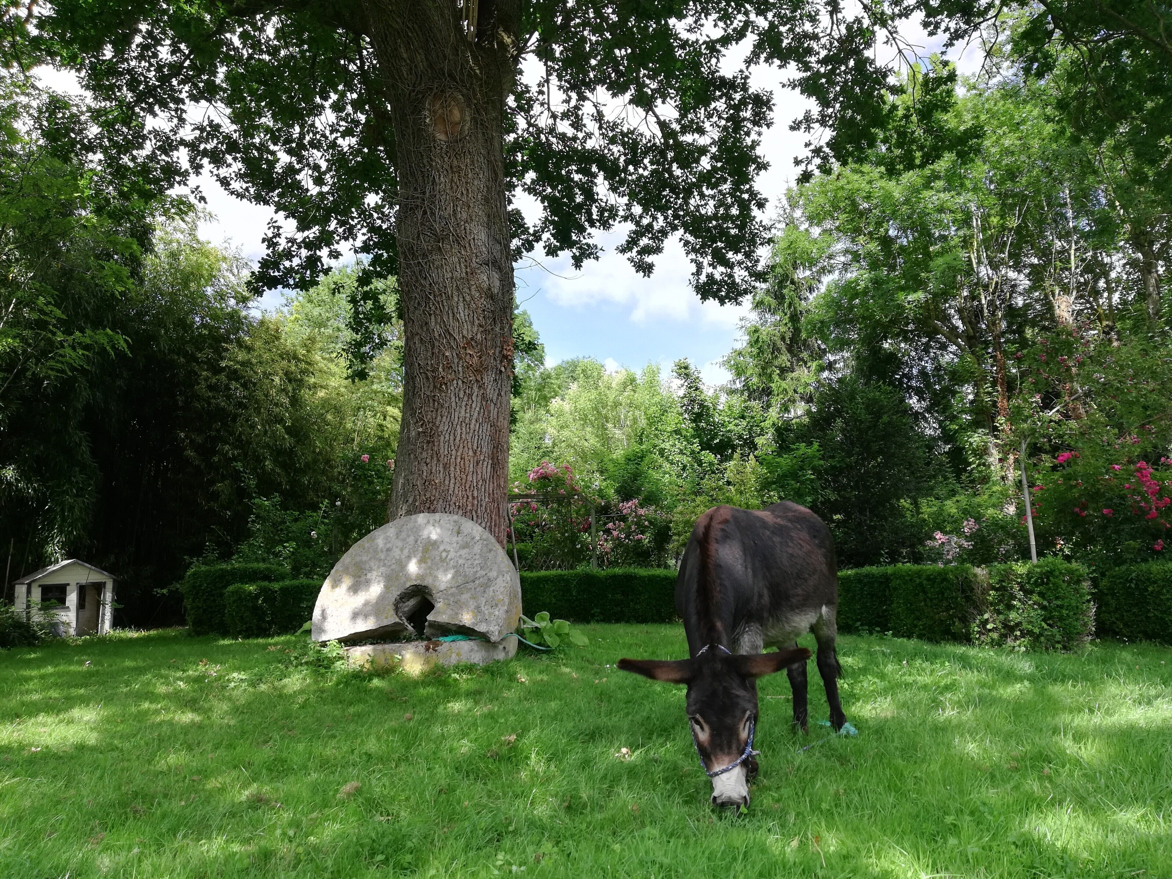 Una vaca pastando en un área con césped, un árbol y una construcción de piedra.