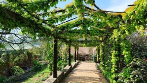 Un sendero bajo una pérgola cubierta de enredaderas verdes, que conduce a un edificio con techo de tejas.