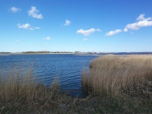 Escape to a serene lakeside haven surrounded by tall reeds and a distant town.