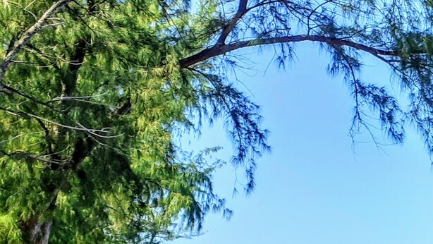 A beach with trees and a clear view of the ocean. - Corail de l Ermitage Duplex T3 5mn beach (Saint Paul)