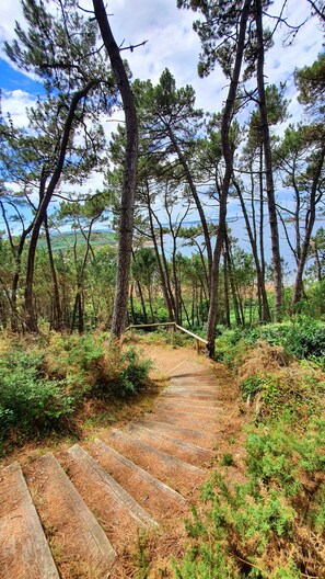 Un sendero de madera atraviesa un bosque de altos pinos con vistas al mar.