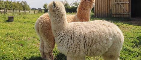 Ferienhaus | Verschiedenes