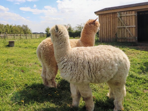 Cottage | Miscellaneous