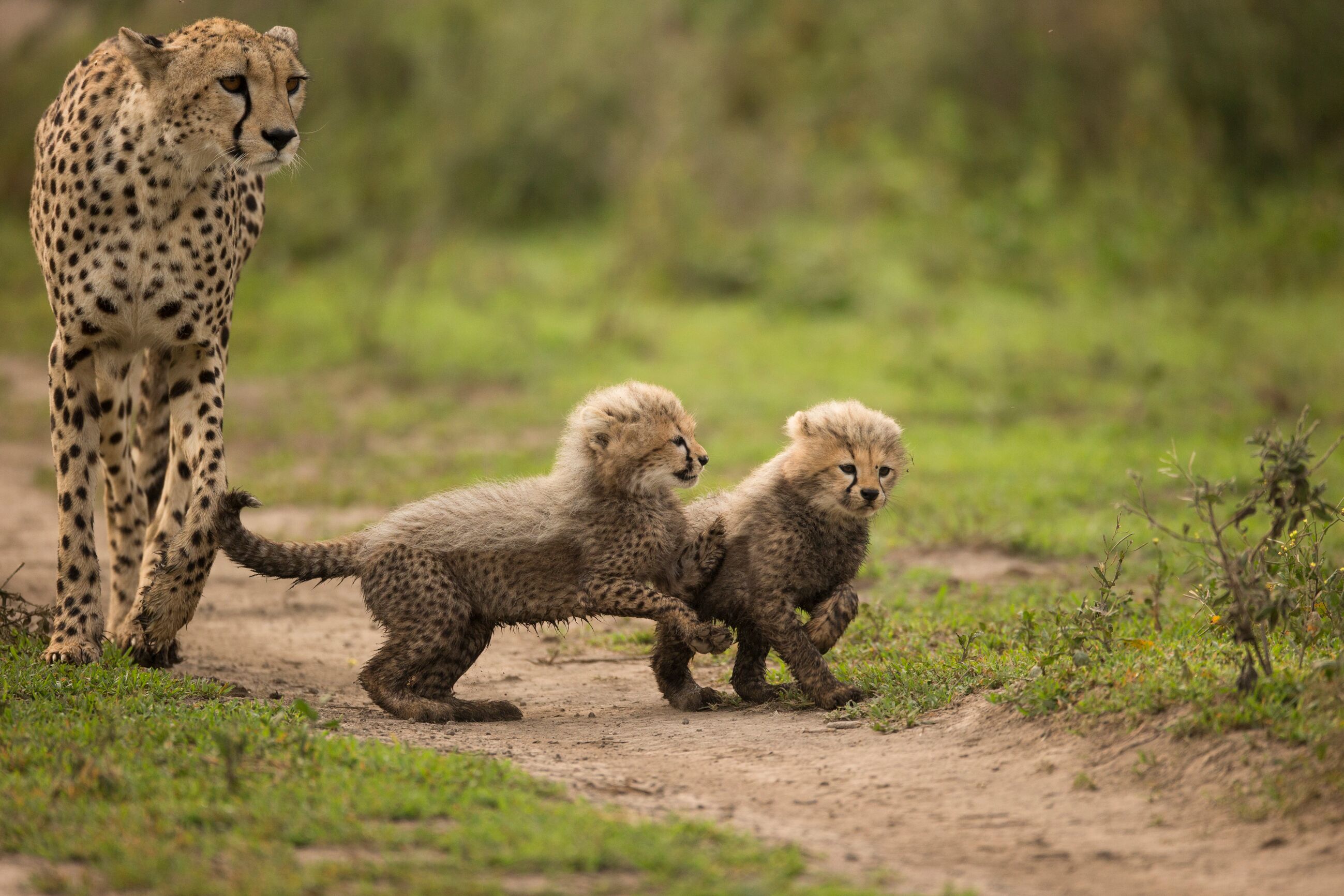 A cheetah and two cubs walking on a dirt path.