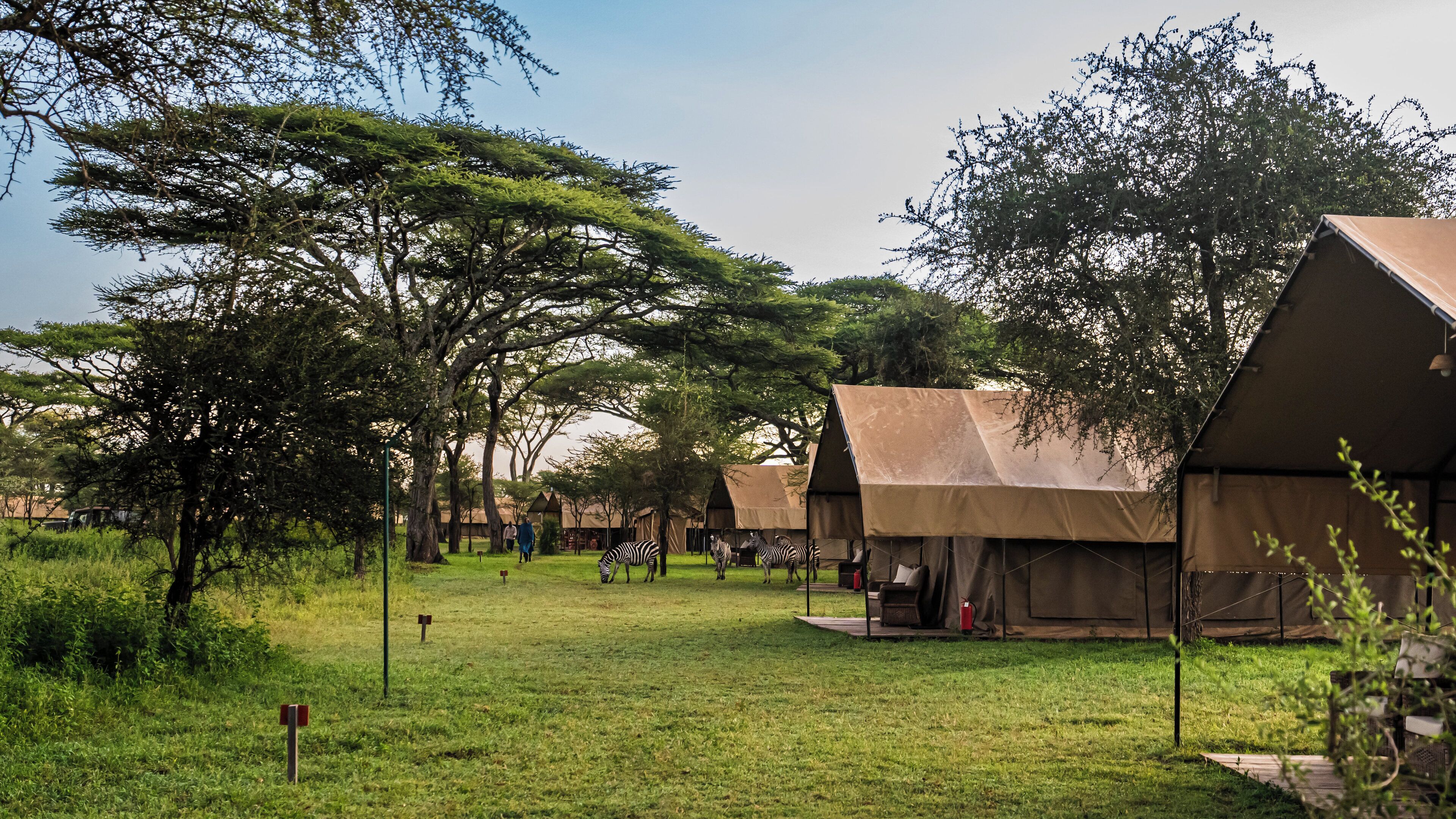 A safari lodge with tents, grassy surroundings, and trees.