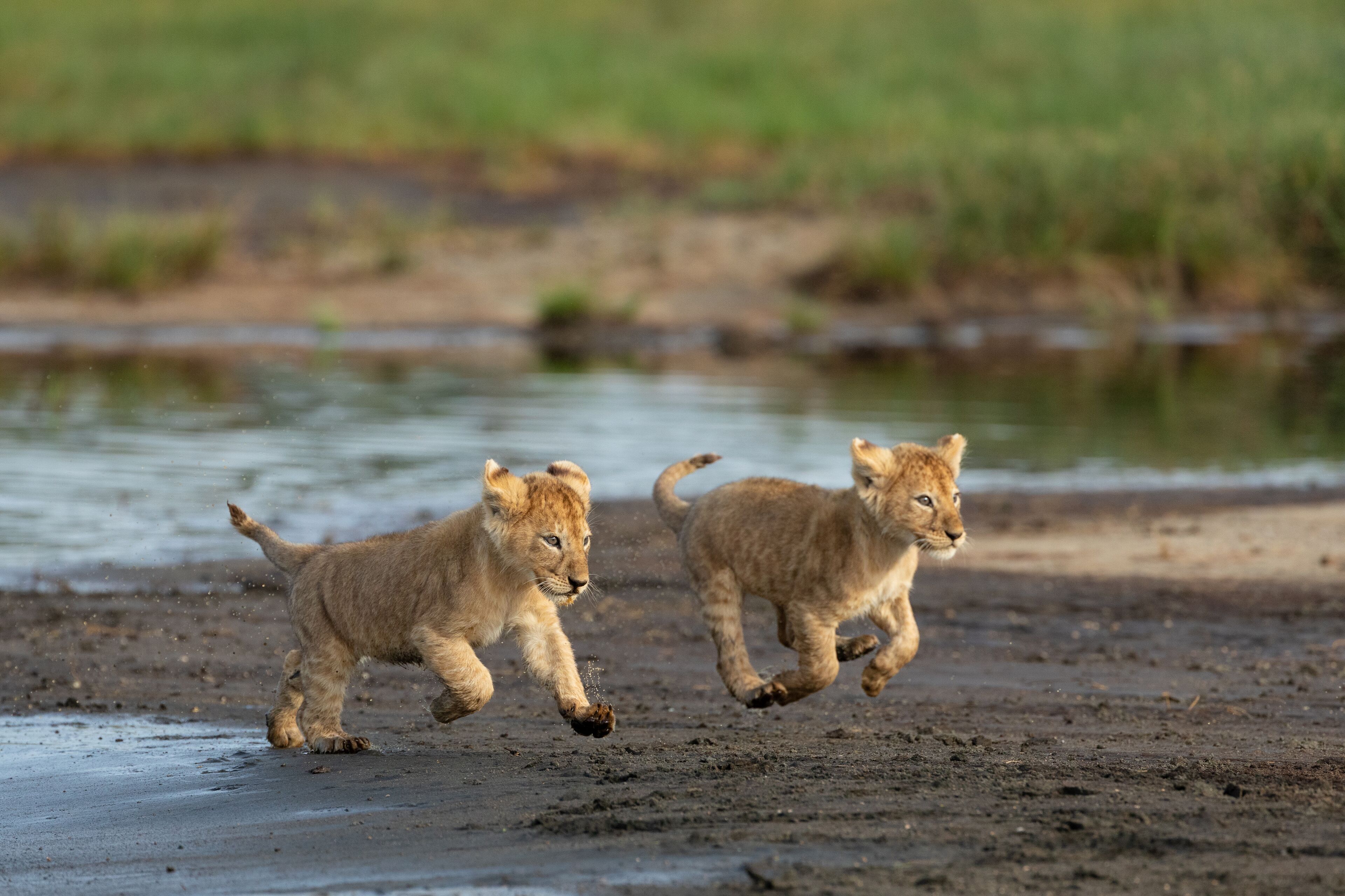 Two lion cubs running on a muddy shore near water.