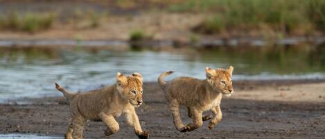 Two lion cubs running on a muddy shore near water.
