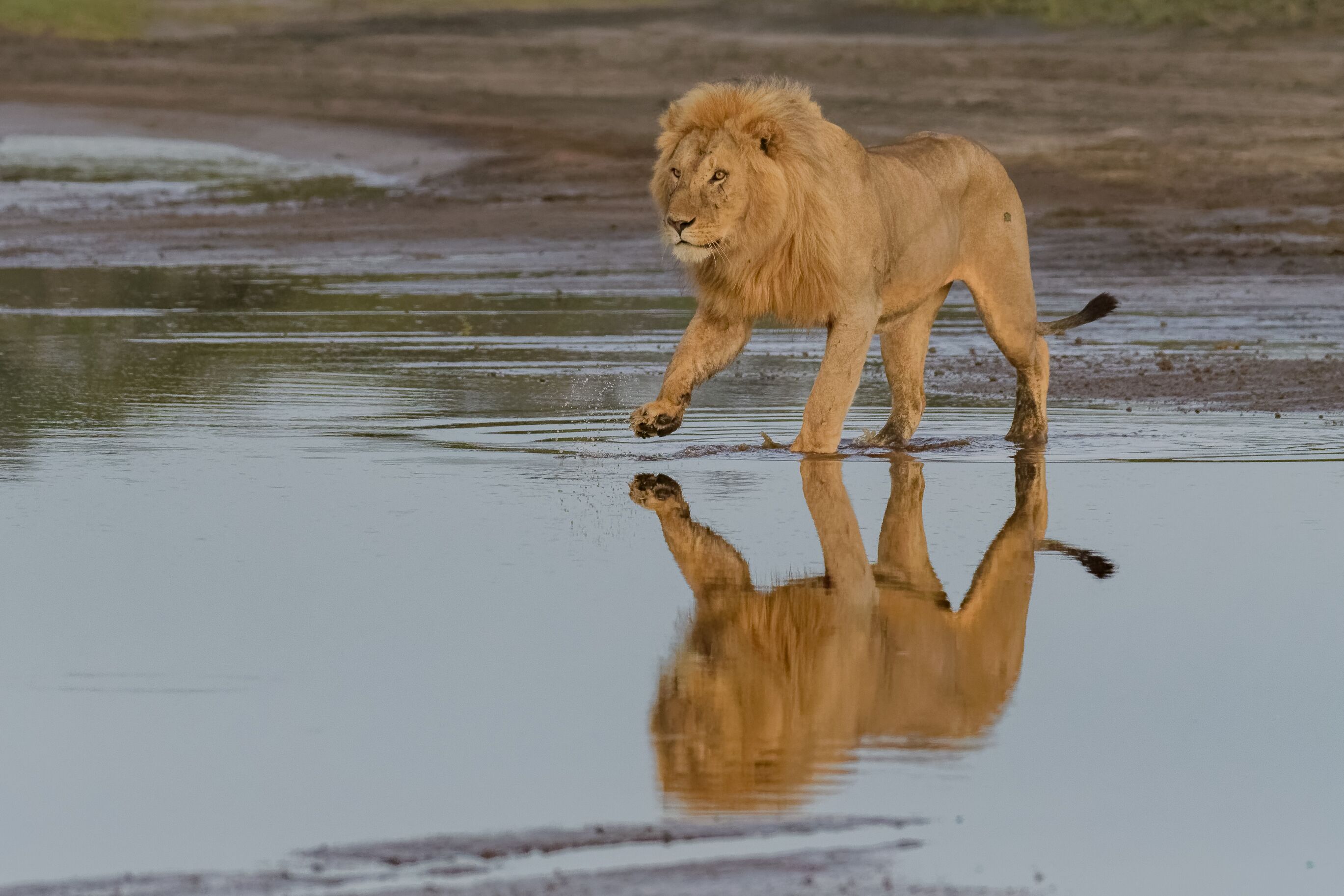 A lion walking through a shallow water body with its reflection visible.