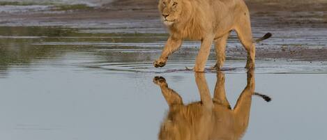 A lion walking through a shallow water body with its reflection visible.