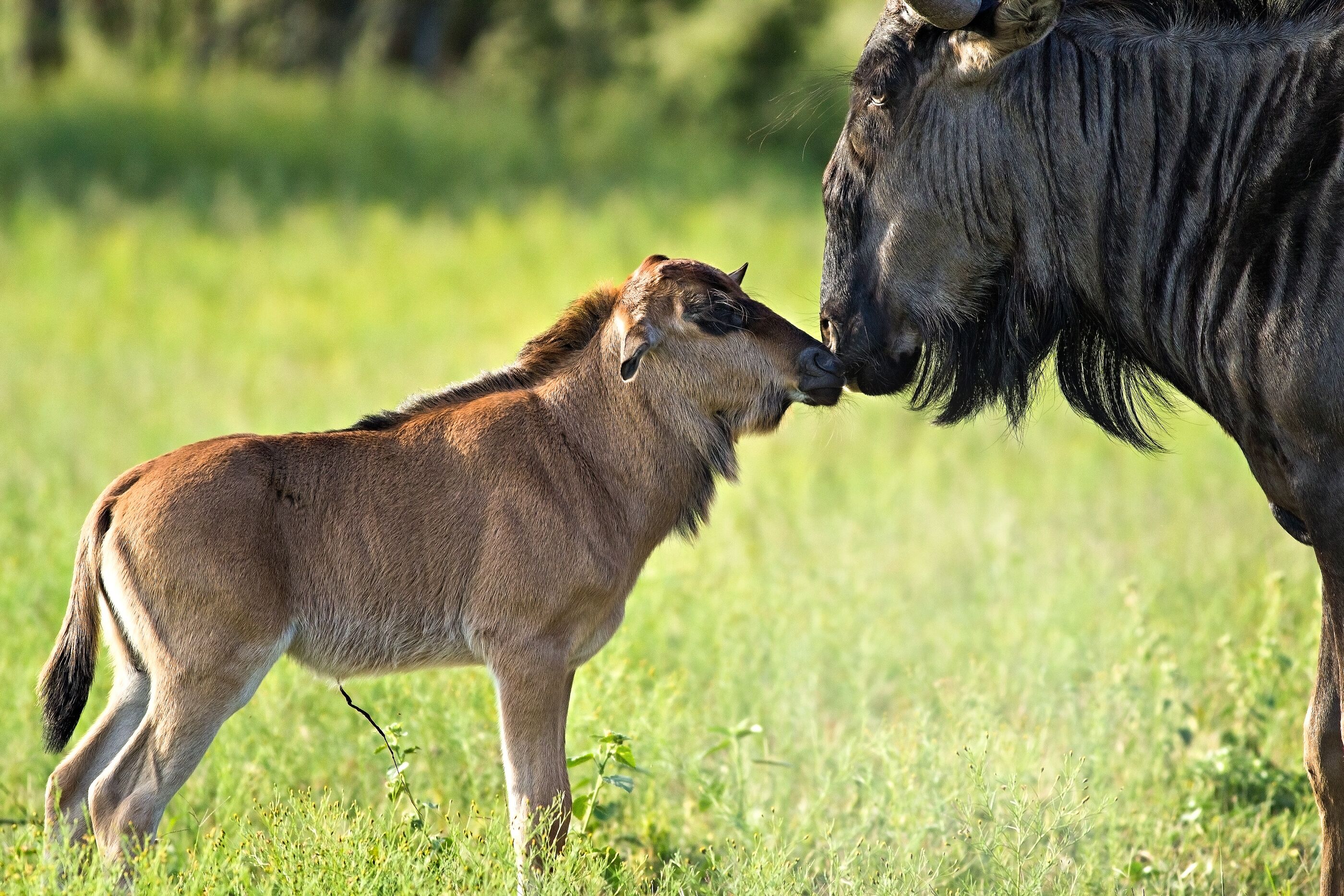 A close-up of a young animal with a brown coat and a larger animal with a black coat.