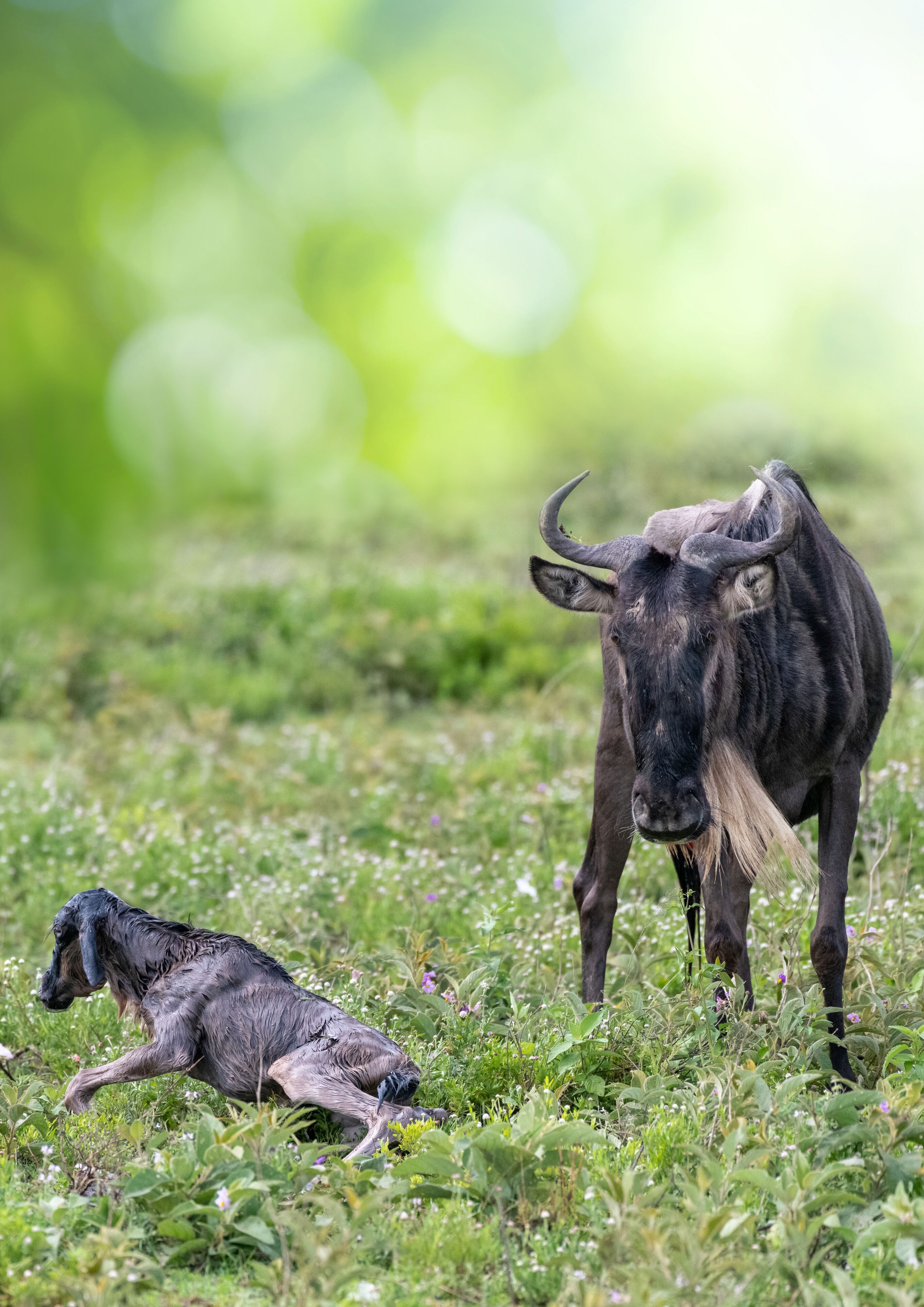 A wildebeest with a calf in a grassy field.