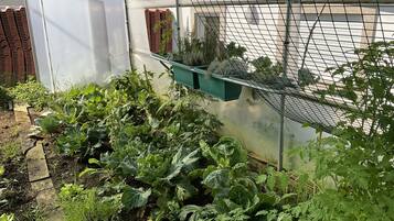 A greenhouse with various plants, including leafy greens and herbs, and a white structure with a mesh roof.