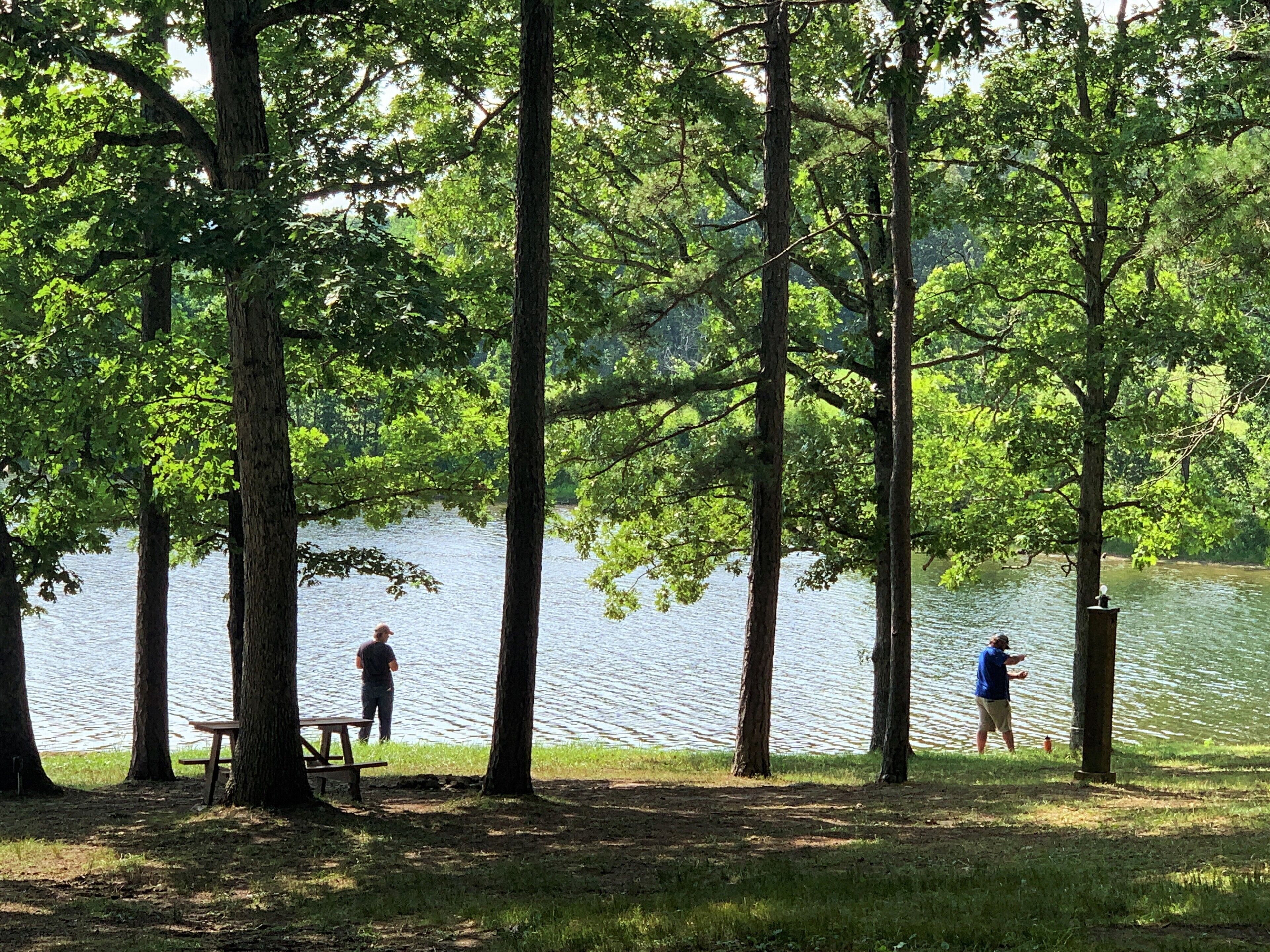 En park vid sjön med picknickbord och höga träd.