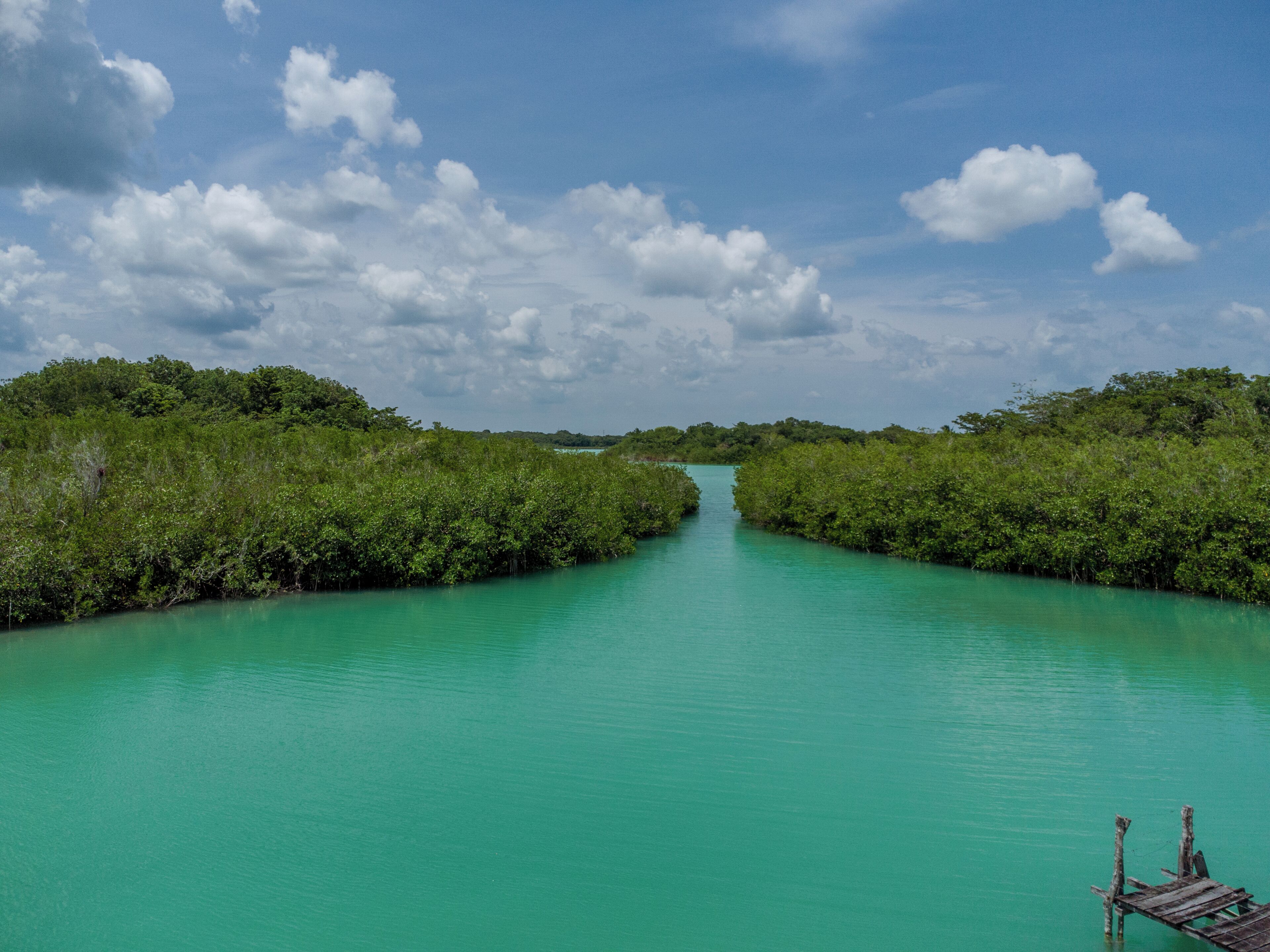 Une rivière bordée de forêts de mangroves denses, sous un ciel partiellement nuageux.