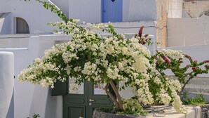 A white building with a blue door, a small table with chairs, and a potted plant with white flowers. - Elements Cave Suites (Santorini)