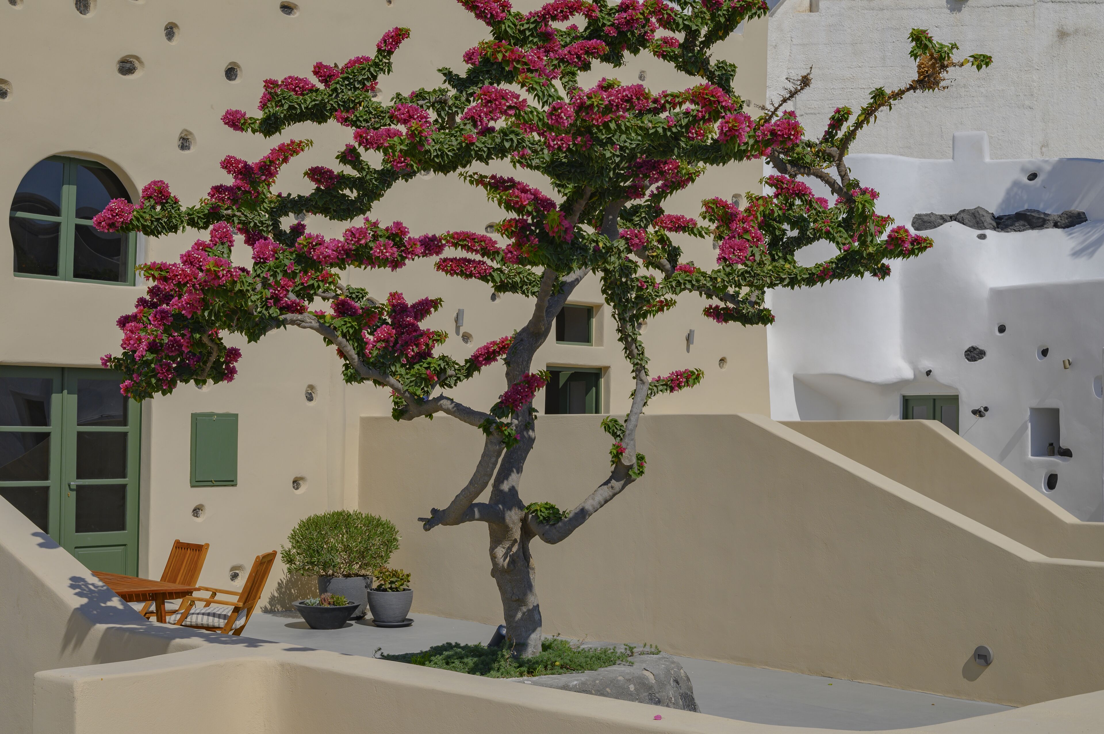 A tree with pink flowers, a bench, and a potted plant in a courtyard.