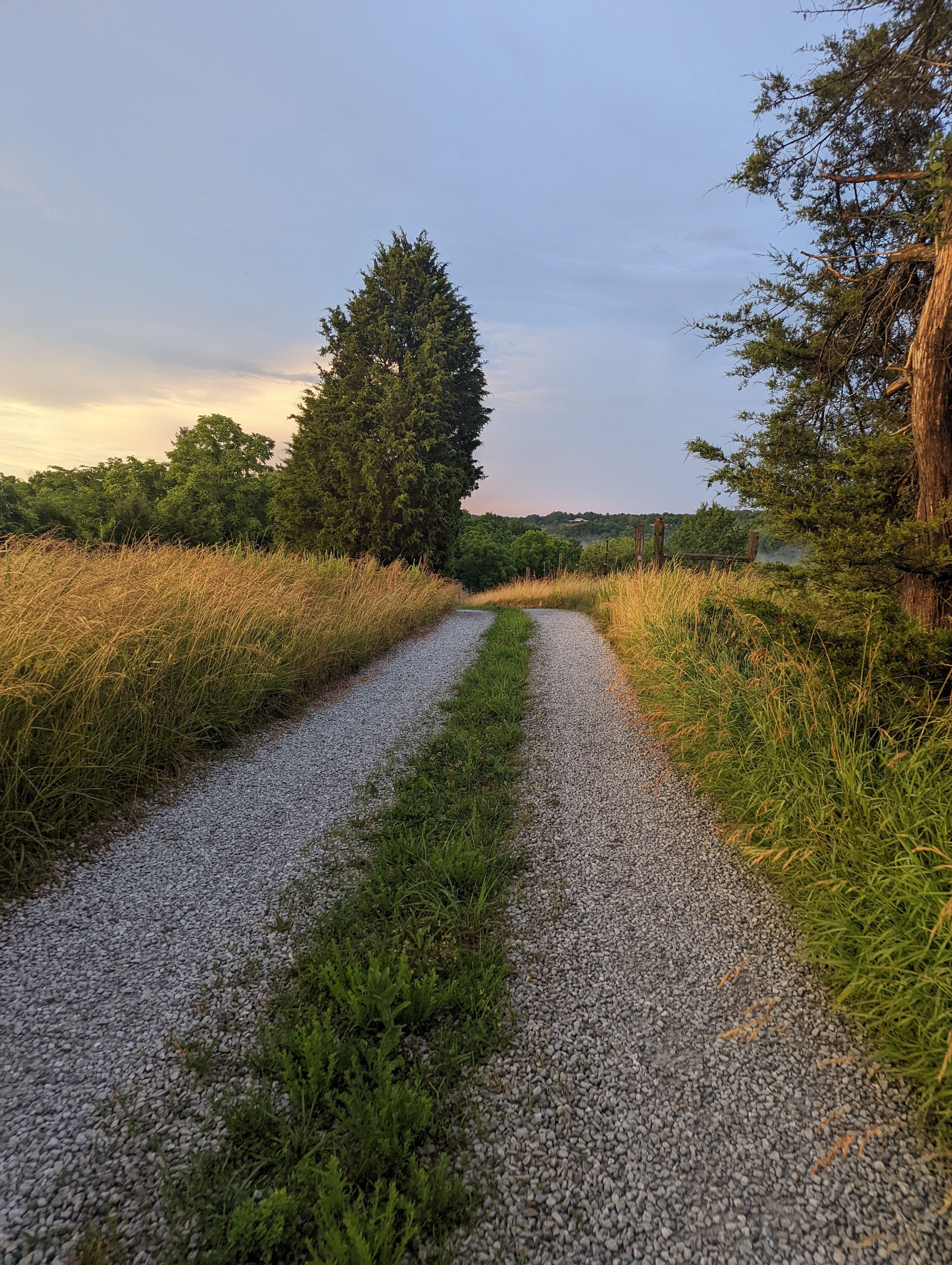 A gravel path flanked by tall grass and trees, leading into a forested area.