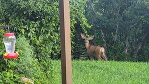 Un cerf se trouve dans une zone herbeuse, entourée d’une végétation dense, près d’une structure en bois.