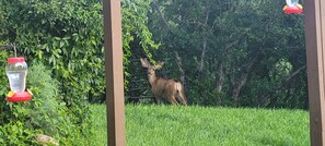 Property grounds - Lush setting, minutes to downtown Colorado Springs (Colorado Springs)