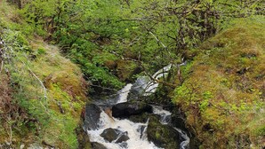 A small waterfall in a lush, green forested area. - Loch Awe Luxury Eco Cabins (Dalmally)