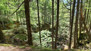 A dense forest with tall trees and a rocky stream.