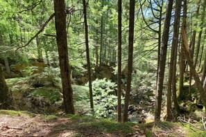 Un bosque denso con árboles altos y un arroyo rocoso.