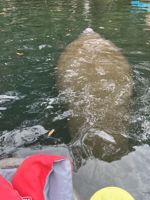 A large fish in water with a red object and a yellow object nearby. - River Beach Retreat: Tiki Bar, Hot Tub, Kayaks&BBQ (Spring Hill)