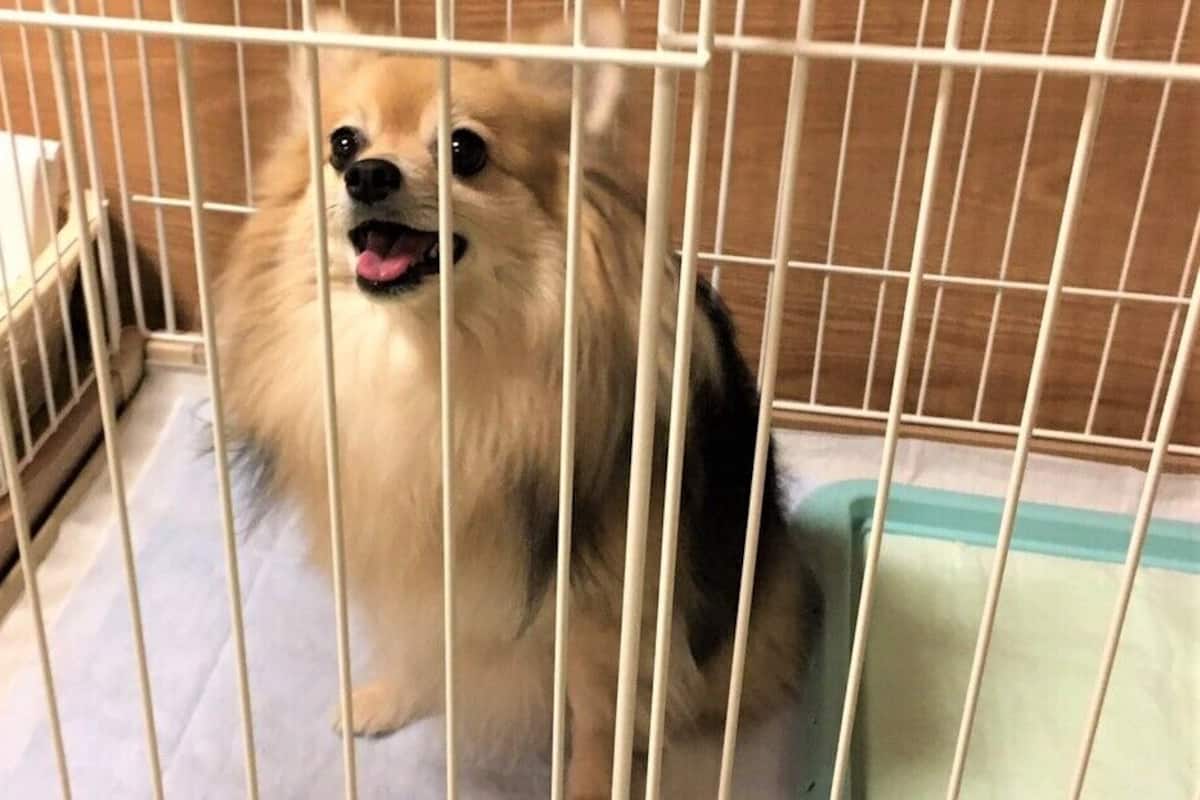 A small dog inside a white metal cage.