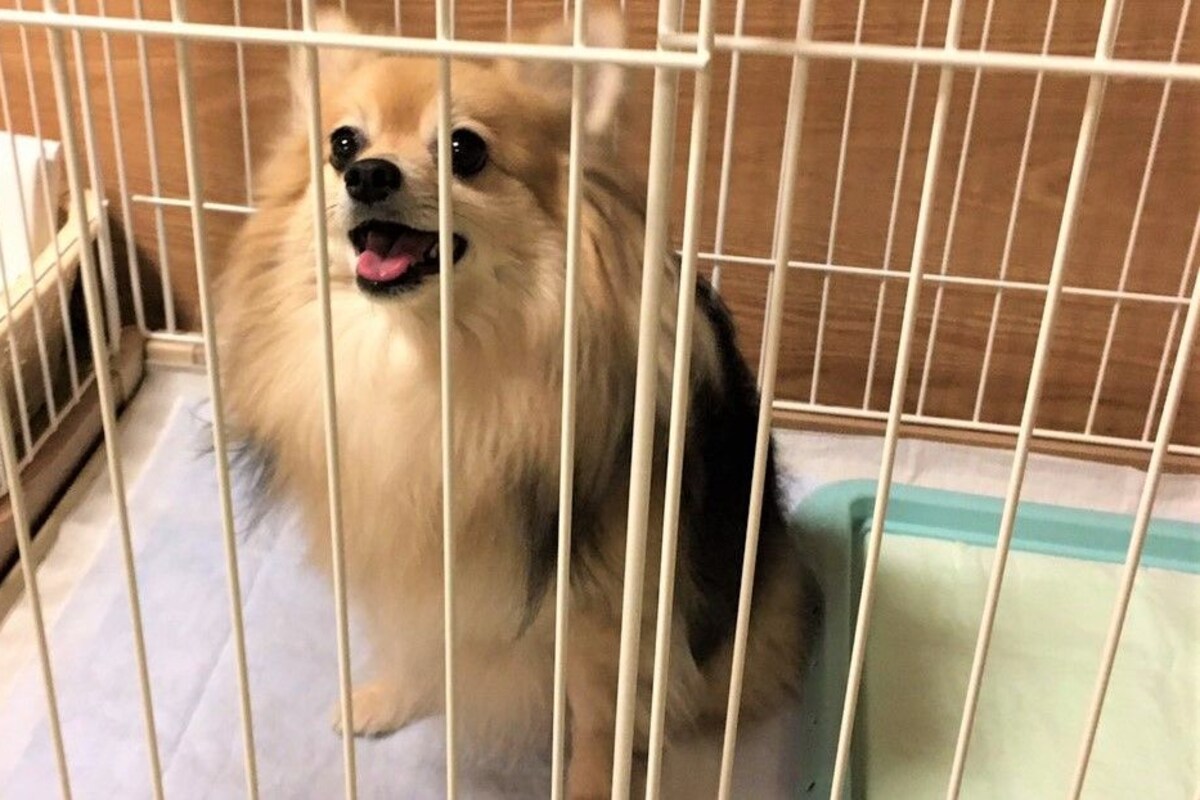 A small dog inside a white metal cage.