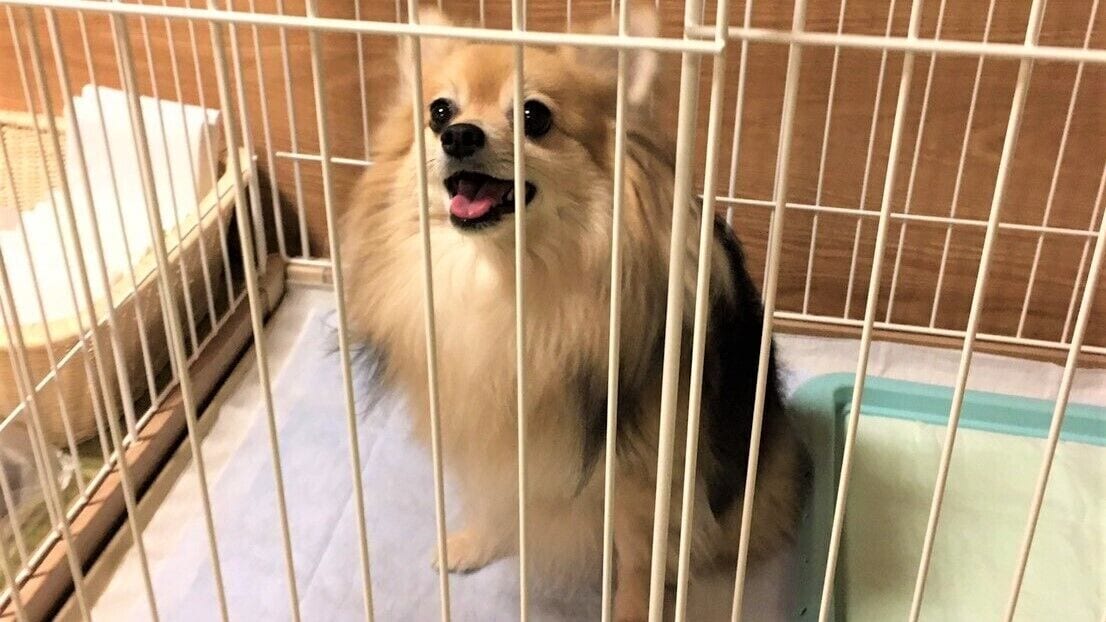 A small dog inside a white metal cage.