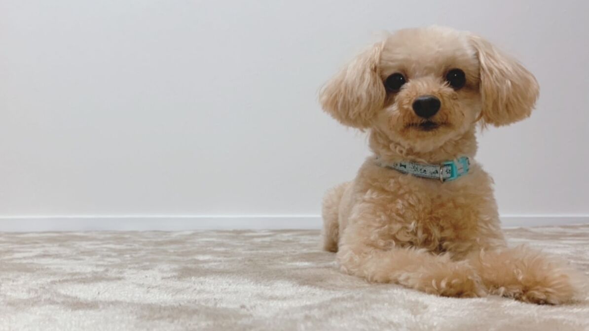 A small, light-colored dog with a blue collar sitting on a carpeted floor.