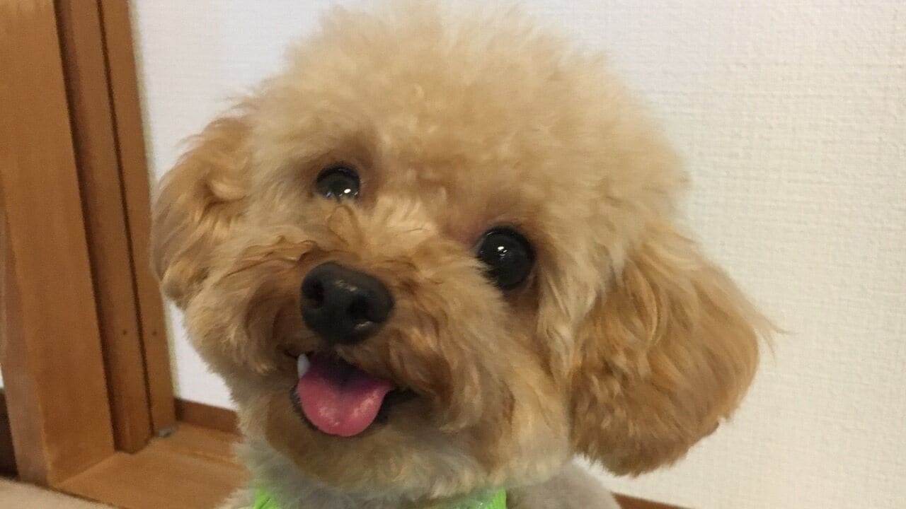 A small, fluffy dog with a light brown coat and a pink tongue sticking out.