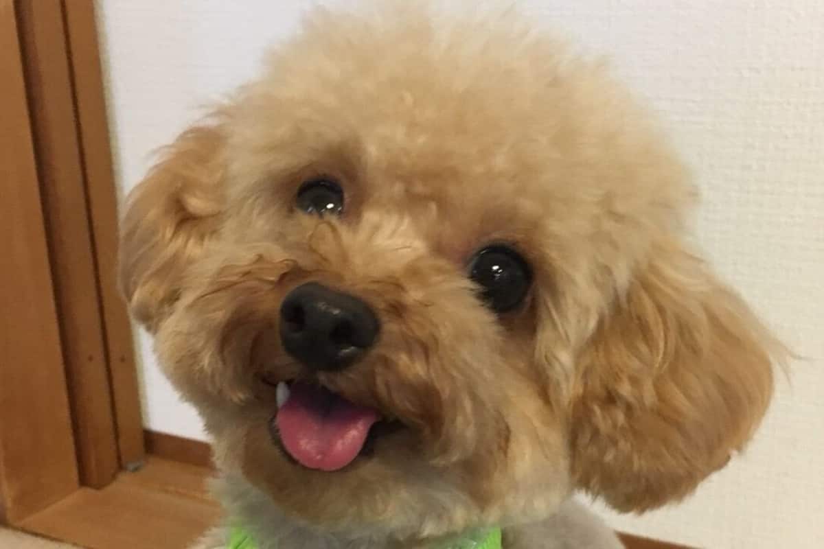 A small, fluffy dog with a light brown coat and a pink tongue sticking out.