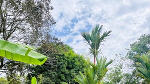 Un jardin luxuriant où poussent diverses plantes tropicales, notamment des bananiers et des palmiers, ainsi qu’une pelouse bien entretenue.