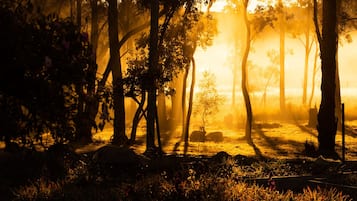 A forest scene with trees and sunlight filtering through.