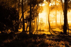 A forest scene with trees and sunlight filtering through.
