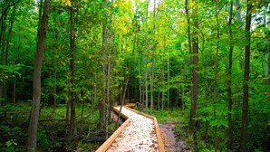 Une promenade en bois qui traverse une forêt dense.