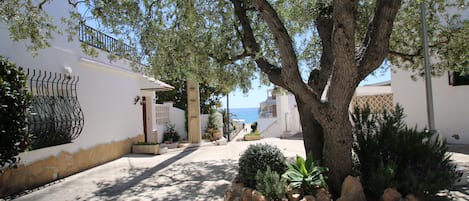 A tree-lined pathway leading to a building with a view of the sea.