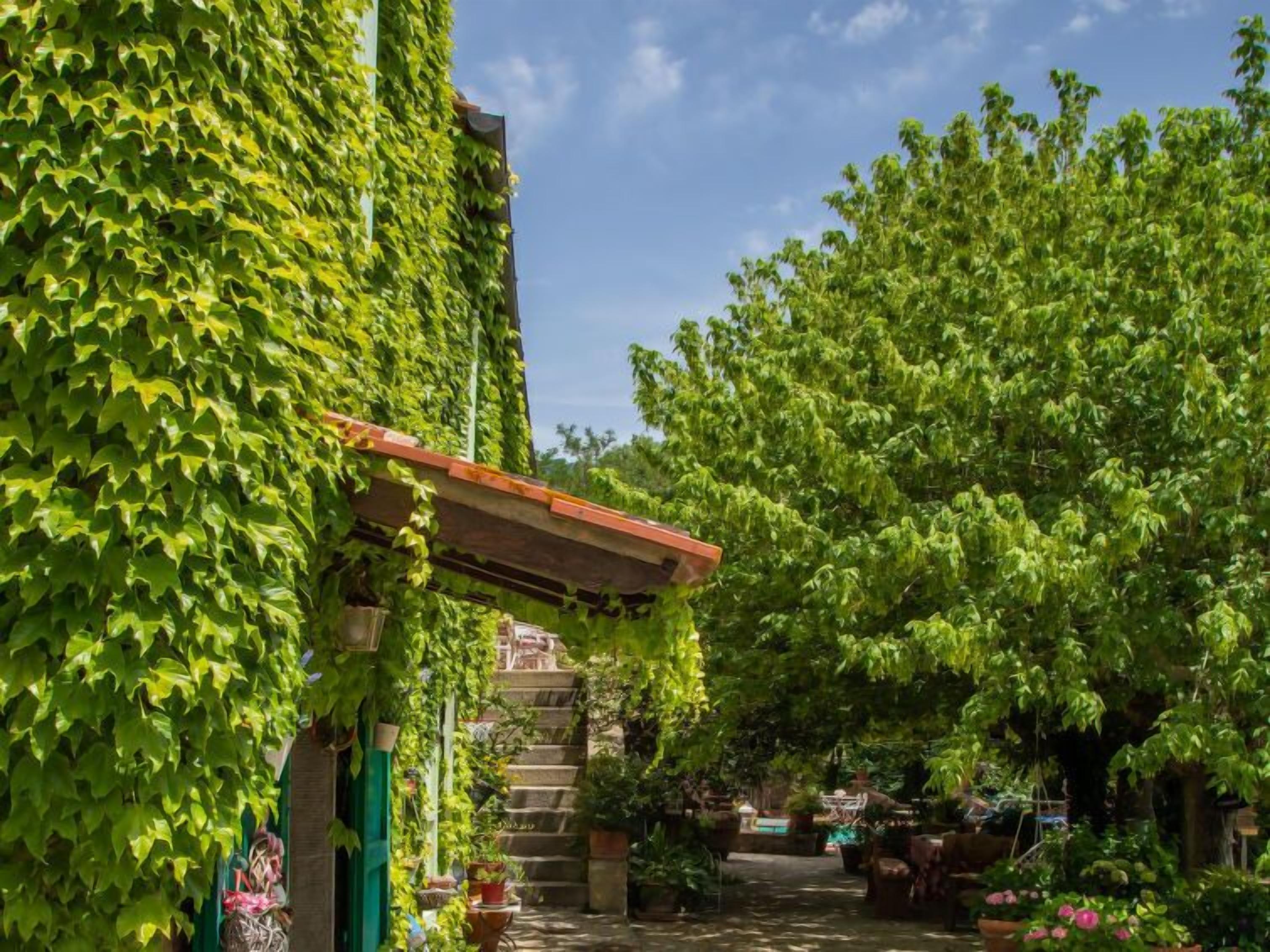 Ein üppiger Garten mit einer von grünen Reben bewachsenen Pergola, einer Steintreppe und verschiedenen Kübelpflanzen.