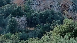 A mountainous landscape with dense forest. - à 650 Metres d Altitude au Cœur de l Alta Rocca Entre Porto Vecchio et Propriano (Levie)