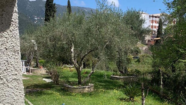 Ein Garten mit Olivenbäumen und einer Steinmauer.