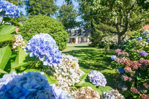 Un jardín con hortensias y una casa al fondo.