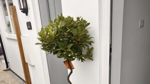 Una planta en maceta con un tronco retorcido y follaje verde, ubicada en un patio con baldosas junto a una pared blanca.
