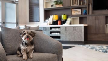 Un perro sentado en un sofá gris en una sala de estar moderna, con una cocina al fondo.
