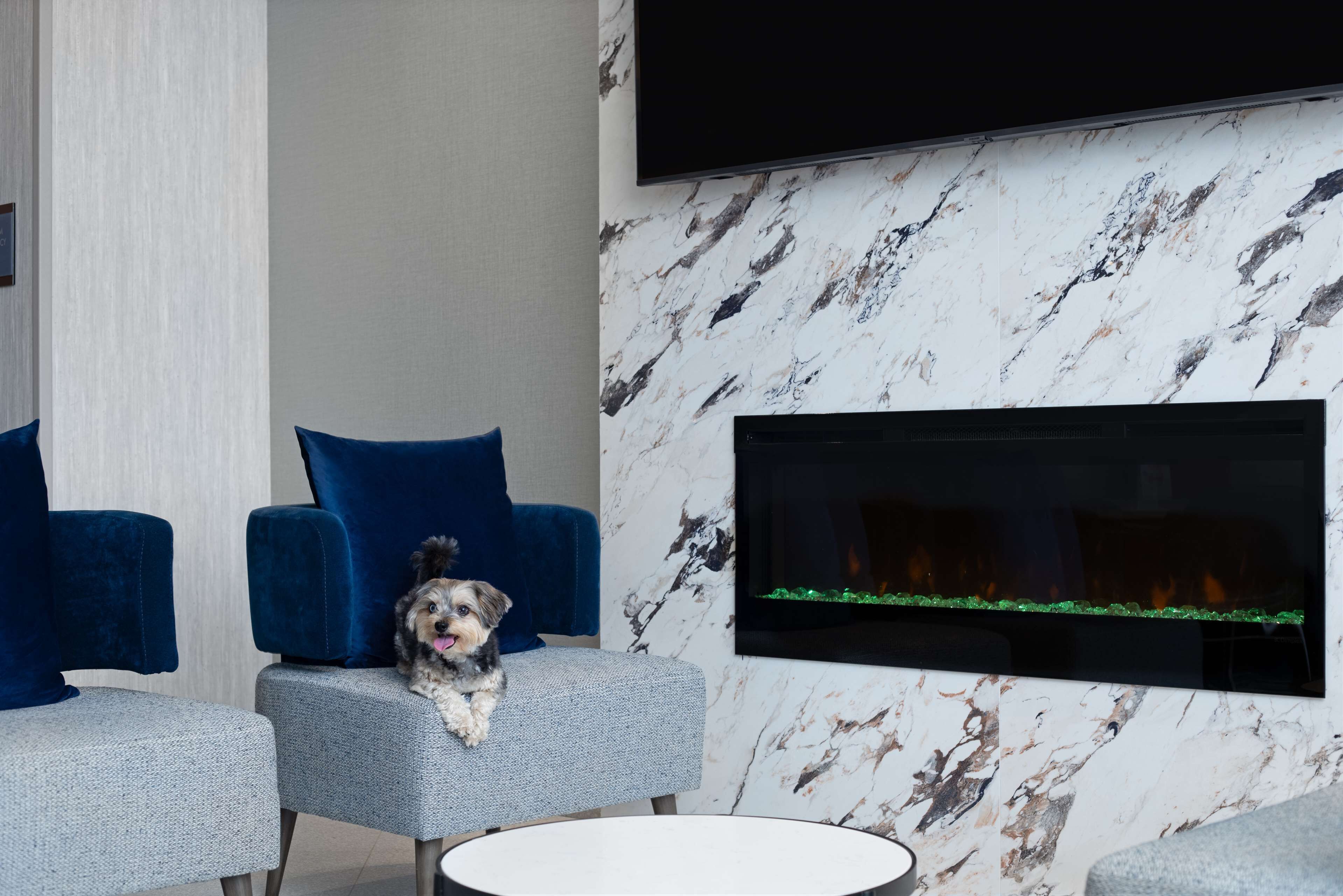 Een moderne woonkamer met een hond op een grijze bank, blauwe fauteuils, een flatscreen-televisie en een haard met een groene glazen deur.