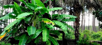 Bohemian LODGE in an Enchanted Garden-by-the-Sea; 3-min walk to Private Beach