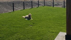 A dog lying on a grassy lawn with a view of distant mountains. - Beautiful brand new build with stunning mountain views (Missoula)
