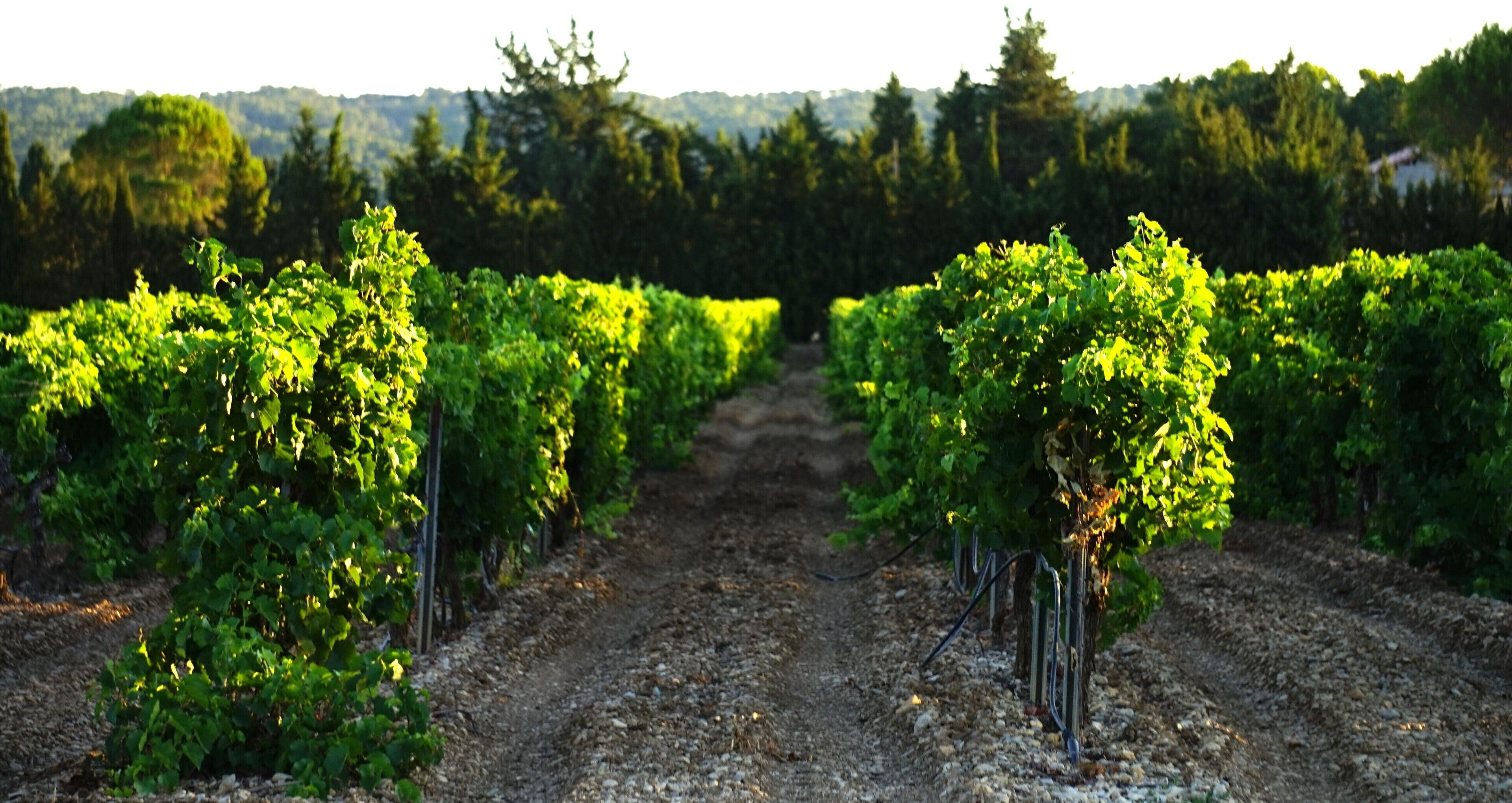 Un vignoble avec des rangées de vignes.